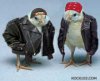 biker-chicks.jpg