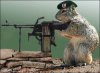 squirrel_with_machine_gun_weapons-s450x330-43676-580.jpg