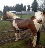 laughing cow.jpg