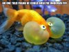 004-funny-captions-017-fish-no-one-told-frank-he-could-breathe-underwater.jpg