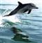Dolphin (Custom).jpg