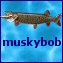 Muskybob1.jpg