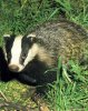 badger-photo.jpg