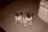 pugs 0502 8.JPG