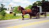 amish.jpg