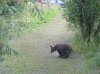Bear In The Woods.jpg