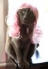 cosplay-kitty-wigs-02.jpg