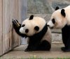 pandas-padlock.jpg