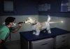 cavity-dog search-01.jpg