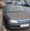 bird-crap-car.jpg
