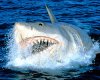 JAWS--250x200_jawsoriginal_060410.jpg