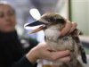 kookaburra.vsmall.jpg