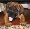 bullmastiff_burkett.jpg