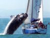 whale_onto_boat_100721_ssh.jpg
