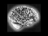 Brain01a.jpg