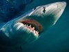 great-white-shark-underwater_28388_990x742.jpg