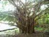 banyan tree 2 (Small).jpg