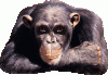 gorilla_wink.gif