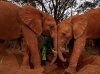 orphan-elephants-kenya_38273_990x742.jpg