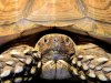 african-spurred-tortoise.jpg