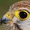 Kestrel.JPG