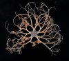 Basket Star.jpg