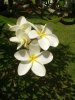 plumaria 2 (Medium).jpg