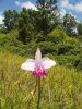 wild orchid 2 (Medium).jpg