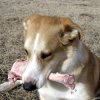 Dogbones250.jpg