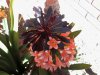20140920_132924.jpg
