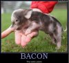 Bacon.jpg