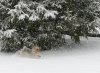 DSC_3371b.jpg