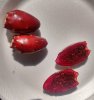 prickly-pear-fruit.jpg