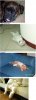 Drinking...2.jpg