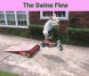 The Swine Flew.jpg