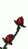 1roses.gif