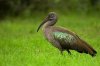 320px-Hadeda_Ibis_Portrait.jpg