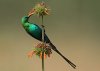 320px-Nectarinia_famosa_(Malachite_Sunbird).jpg