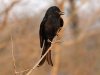 319px-Fork-tailed_Drongo_RWD.jpg