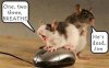 mouse dead.jpg