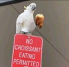 No croissant.png