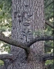 camo cat.png