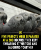 parrots.png