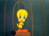 tweety.jpg