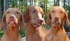 Tennessee Bird Dogs.jpg