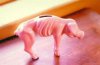 piggy bank after filling gas tank.jpg