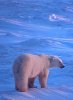 polar bear.jpg