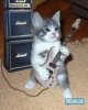 rockin kitty.jpg