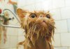 cat-washing-bath-brown.jpg