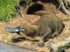 platypus.jpg